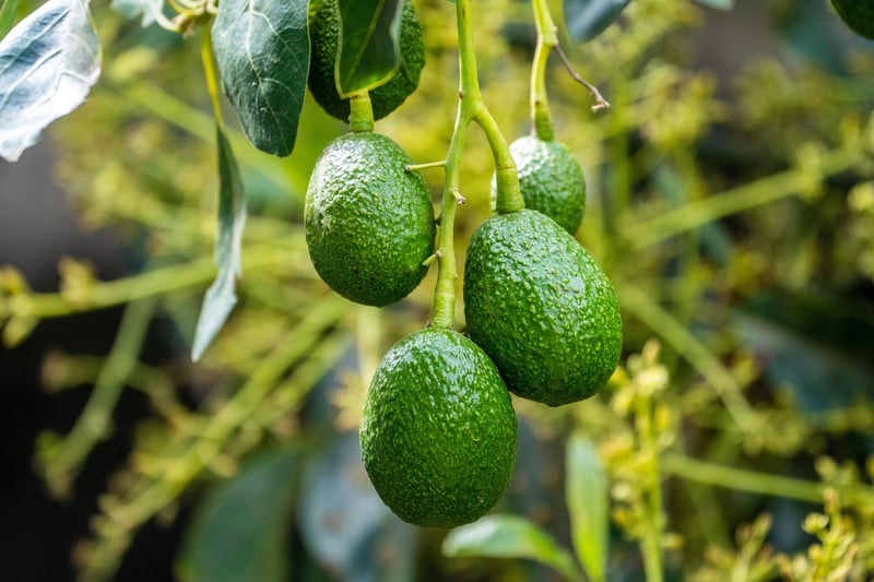 Avocado